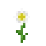 牛眼菊